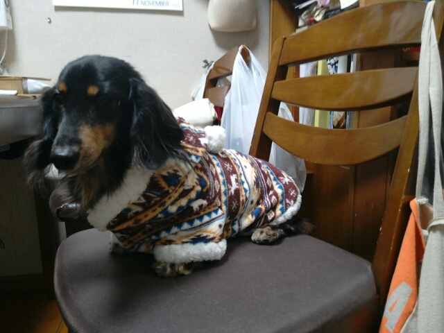 最新冬用犬の服　クリスマスバージョン　市松模様